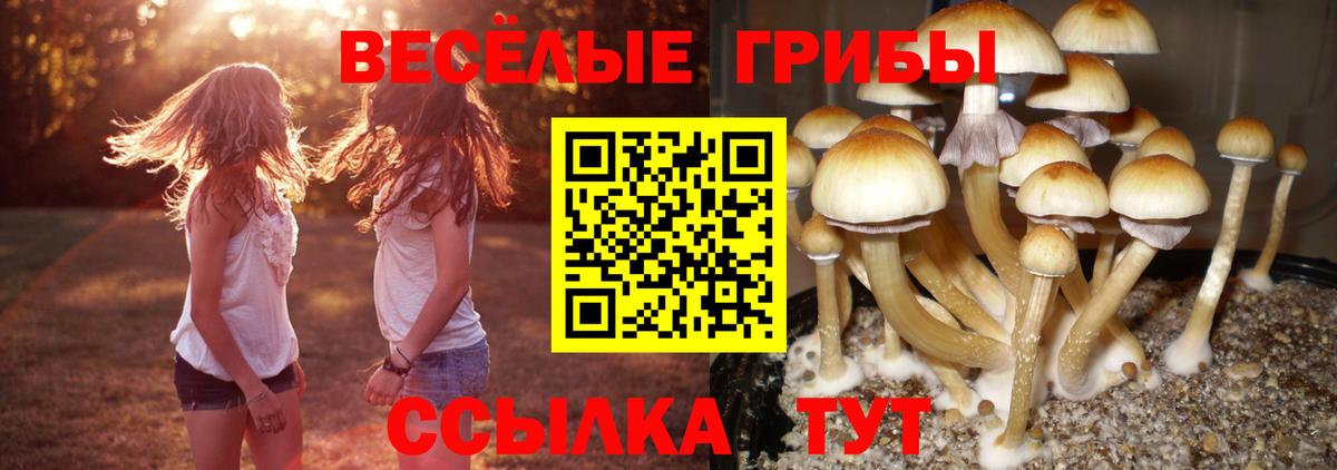 Псилоцибиновые грибы прущие грибы Сосновый Бор